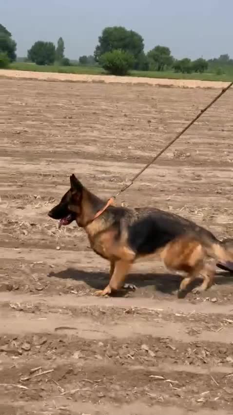 German Shepherd Puppy | Pure White at a farm in Ambala, Haryana