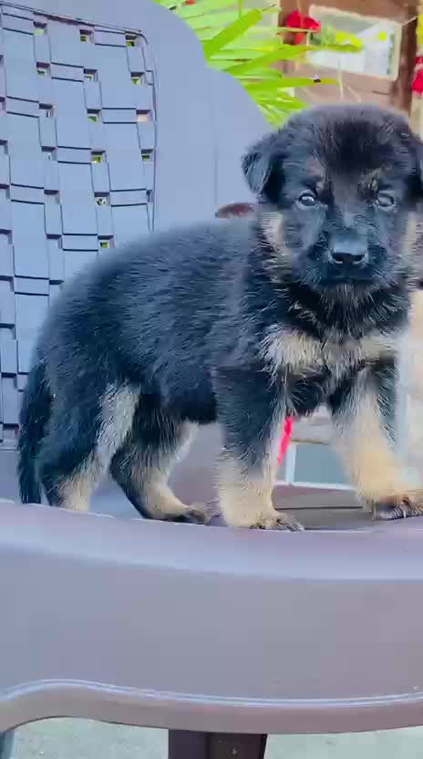 German Shepherd Puppy | Z Black at a farm in India