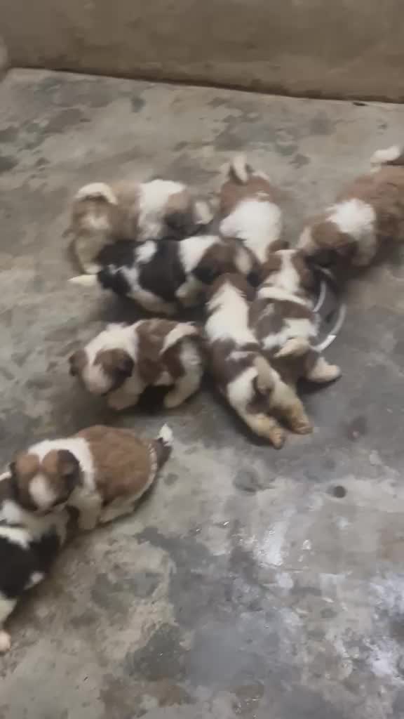 Shih Tzu | Black Color at a farm in Kollam, Kerala