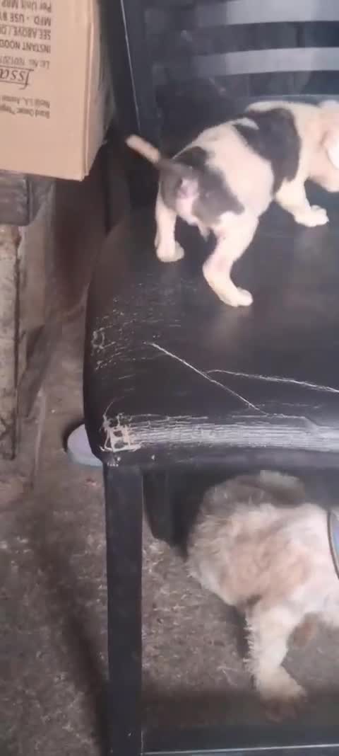 Pitbull Terrier Puppy at a farm in Gurdaspur, Punjab