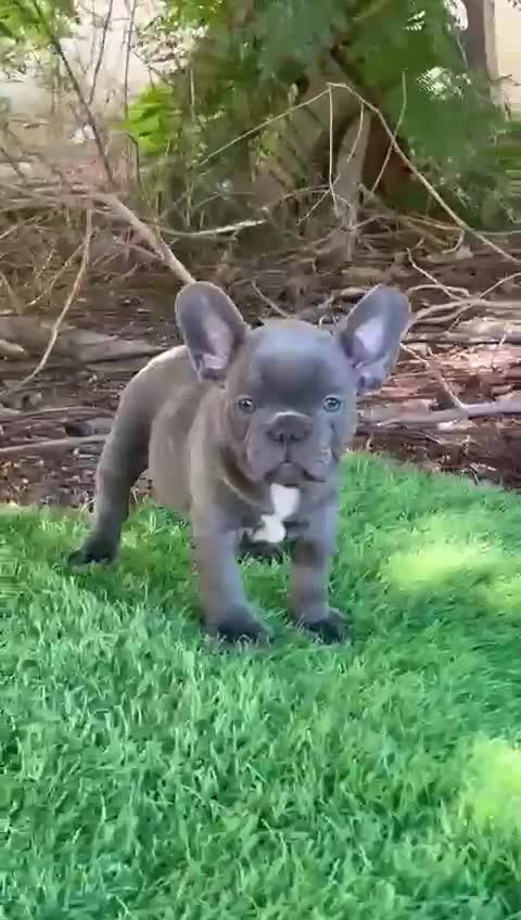 French Bulldog Puppy | Fawn at a farm in Rajpura, Punjab