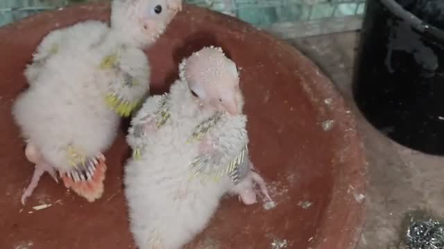 Sun Cheek Conure at a farm in Puducherry