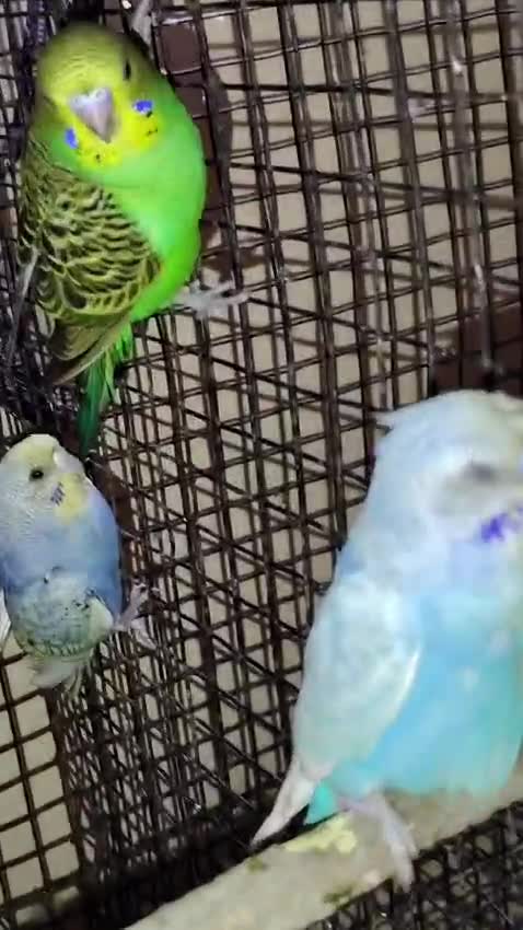 Budgies at a farm in Hyderabad, Telangana
