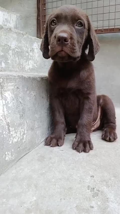 Beagle Black & Tan Puppy at a farm in Sangrur, Punjab