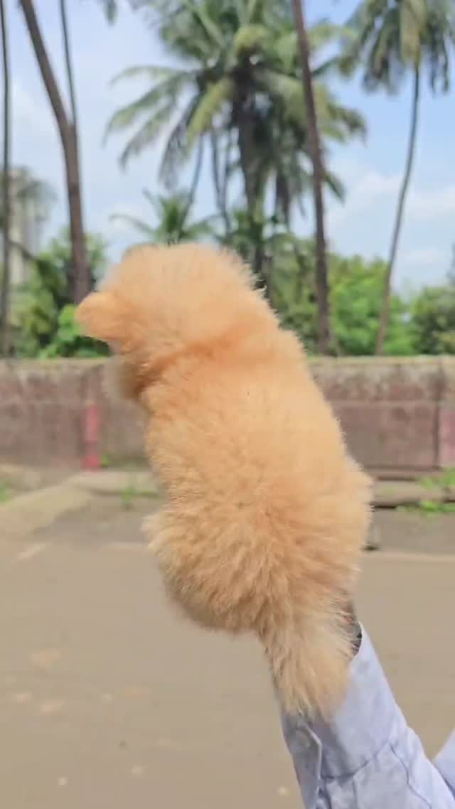 Pomeranian Puppy | Black Color at a farm in Kalyan, Maharashtra