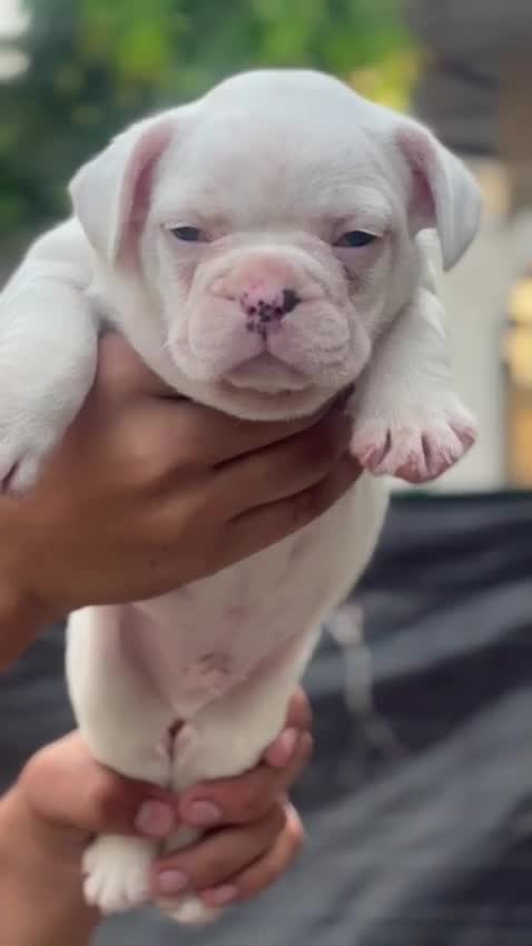 French Bulldog Puppy | Blue at a farm in Ambala, Haryana