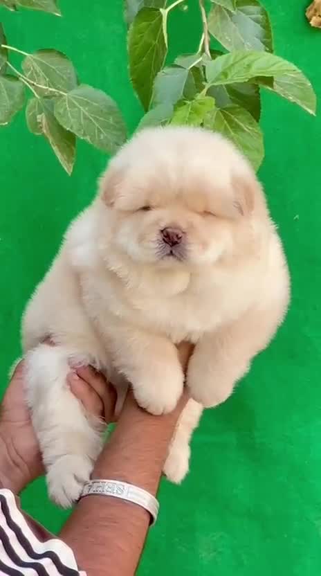 Chow Chow Puppy | Black Color at a farm in Ambala, Haryana