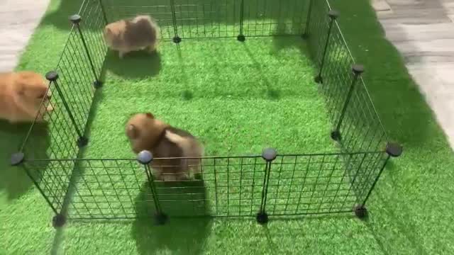 Pomeranian Puppy at a farm in Ambala, Haryana
