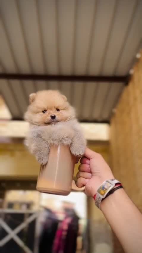 Pomeranian Puppy at a farm in Ambala, Haryana