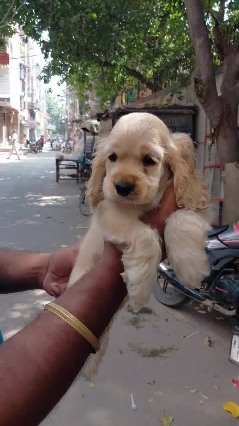 Cocker Spaniel Puppy | Chocolate Brown Color at a farm in Delhi