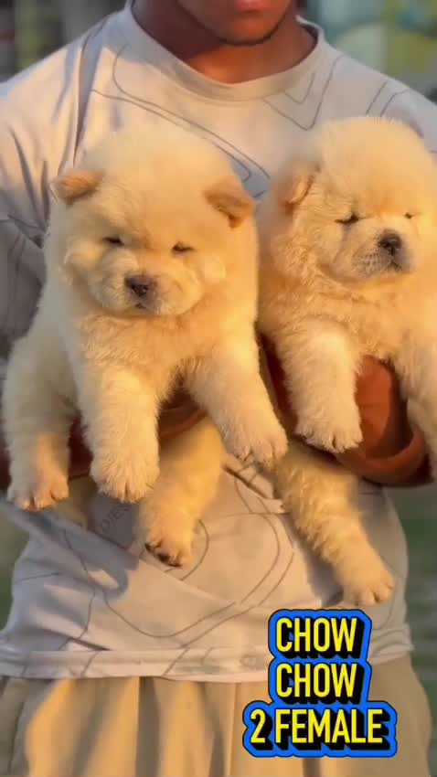 Chow Chow Puppy | Fawn Color at a farm in Ambala, Haryana