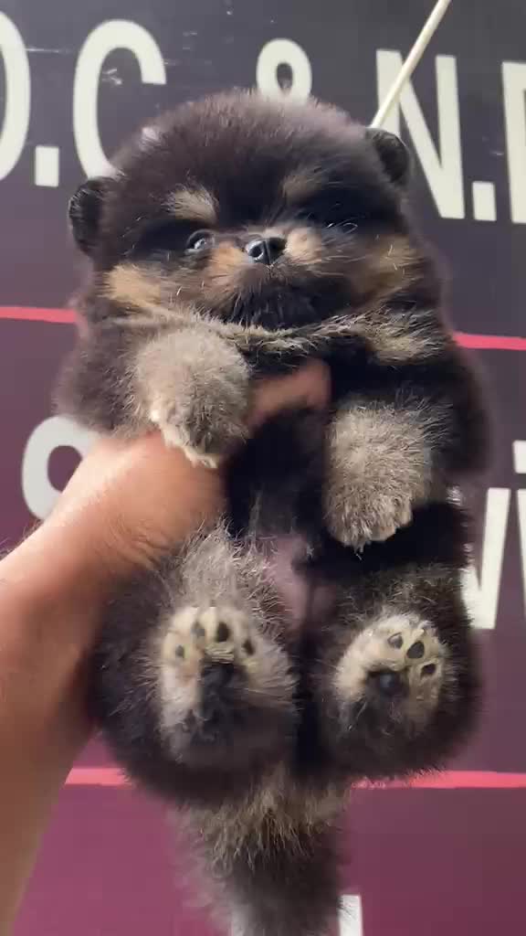 Orignal Toy Pom Puppy | Teacup Pom at a farm in Ambala, Haryana