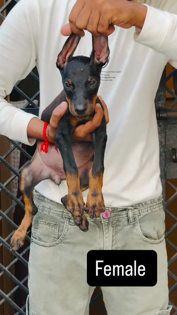 European Doberman Puppy at a farm in Ambala, Haryana