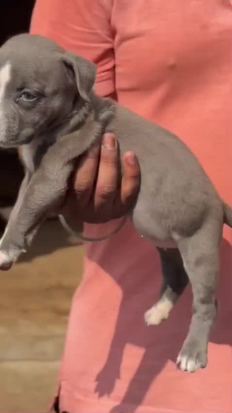 American Bully Pocket Size Puppy at a farm in Ambala, Haryana