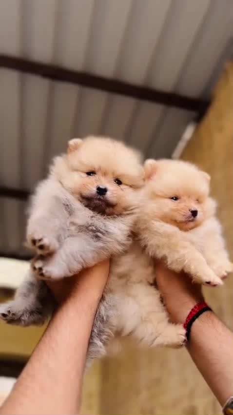 Orignal Toy Pom Puppy | Teacup Pom at a farm in Ambala, Haryana