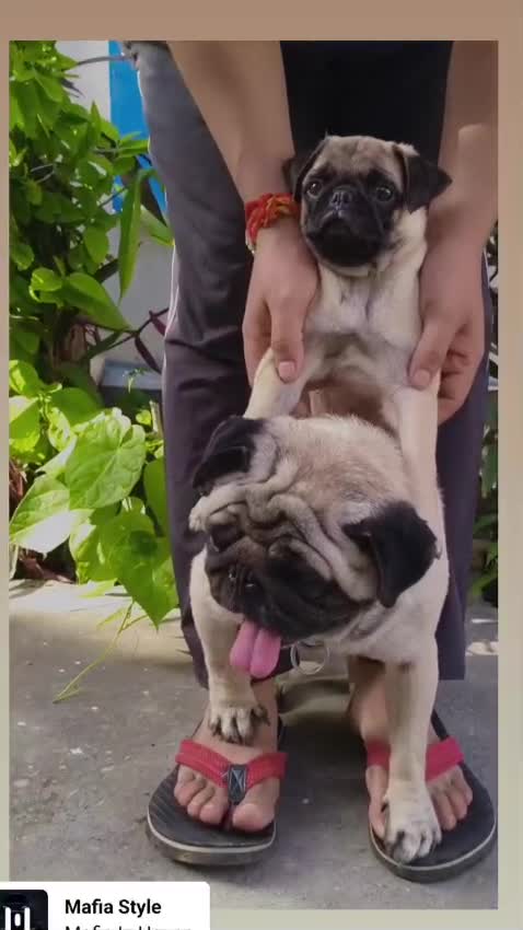 Pug Puppy | Black Color at a farm in Ambala, Haryana