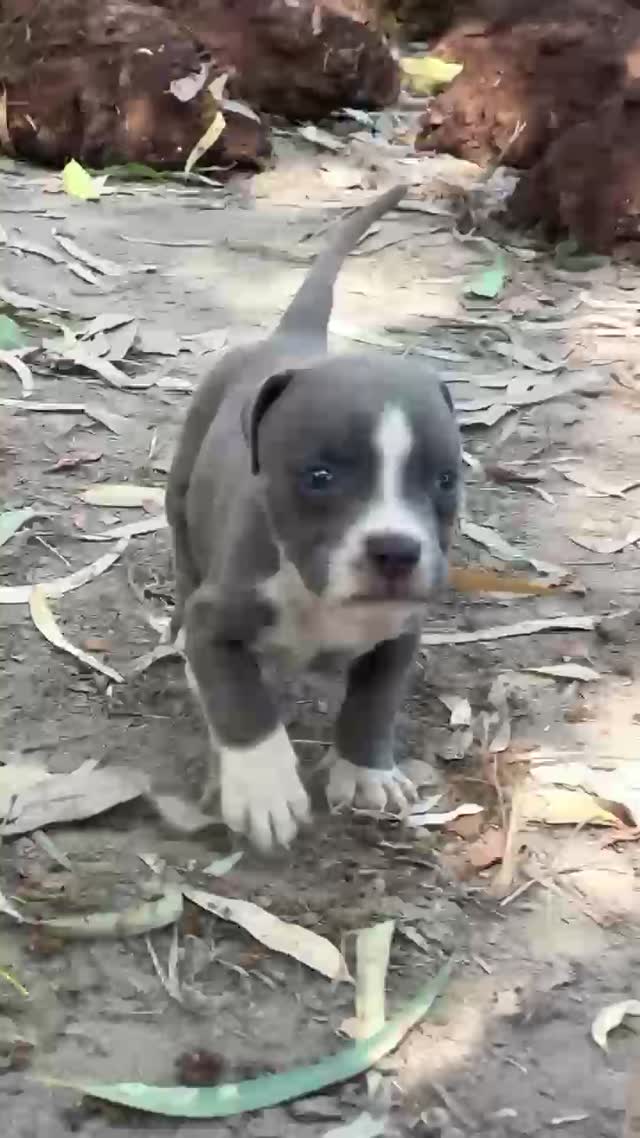 American Bully Pocket Size Puppy at a farm in Khanna, Punjab