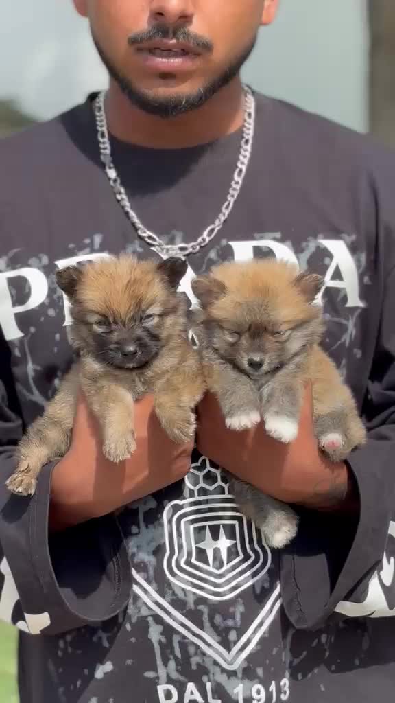 Culture Pom Puppy at a farm in Barnala, Punjab