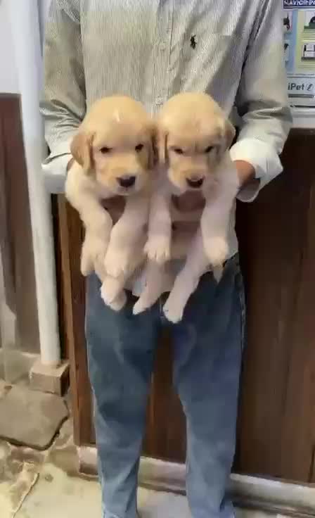 Golden Retriever at a farm in Ajmer, Rajasthan
