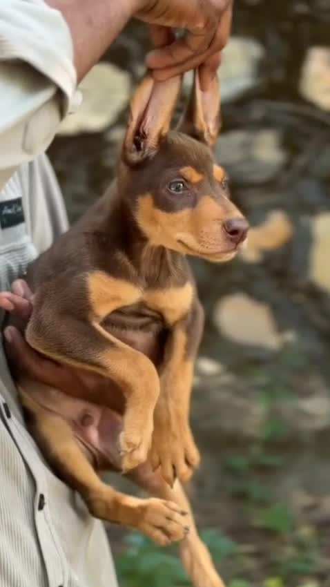 European Doberman Puppy at a farm in Ajmer, Rajasthan