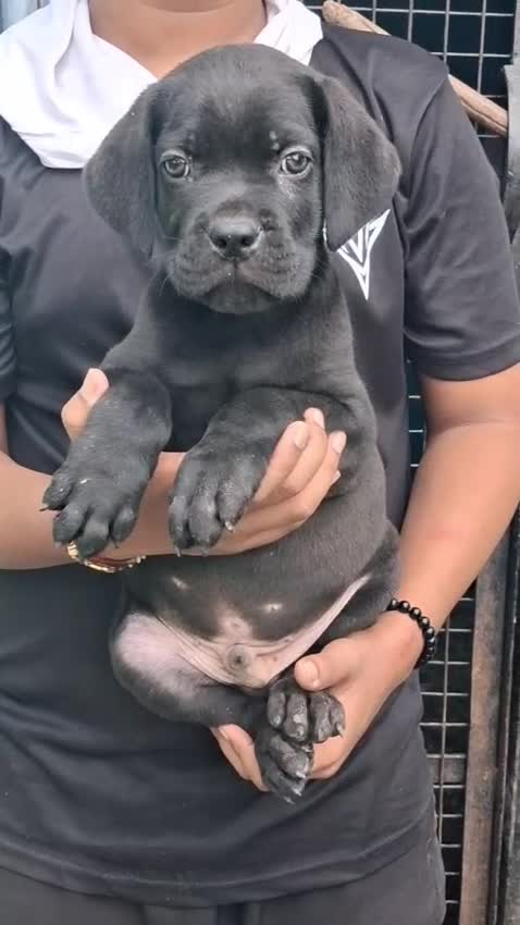 Cane Corso Puppy at a farm in Bareilly, Uttar Pradesh