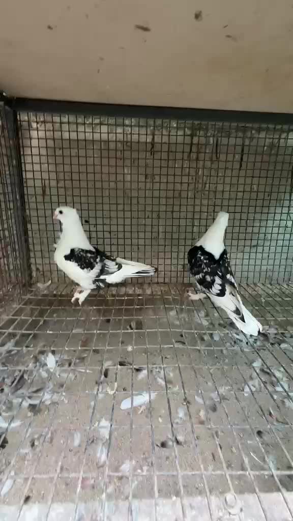 Homer Pigeon at a farm in India