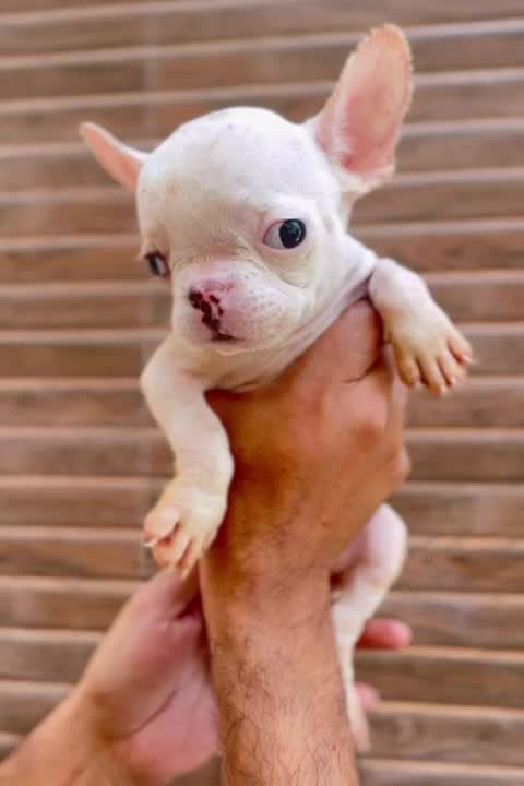 French Bulldog Puppy | Blue at a farm in Ludhiana, Punjab
