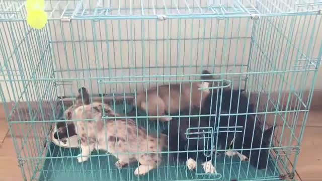 Dachshund Puppy at a farm in Baglan, Maharashtra
