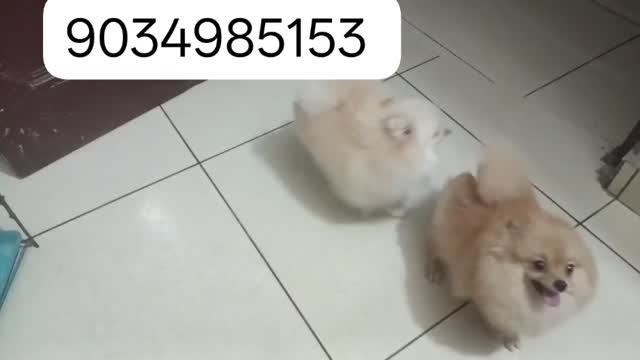 Toy Poodle Puppy at a farm in Uttar Pradesh