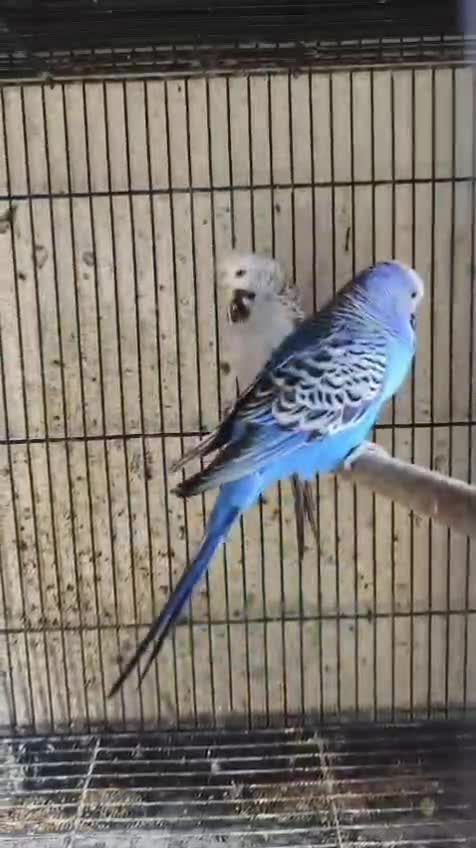 Holland Budgies at a farm in Guntur, Andhra Pradesh