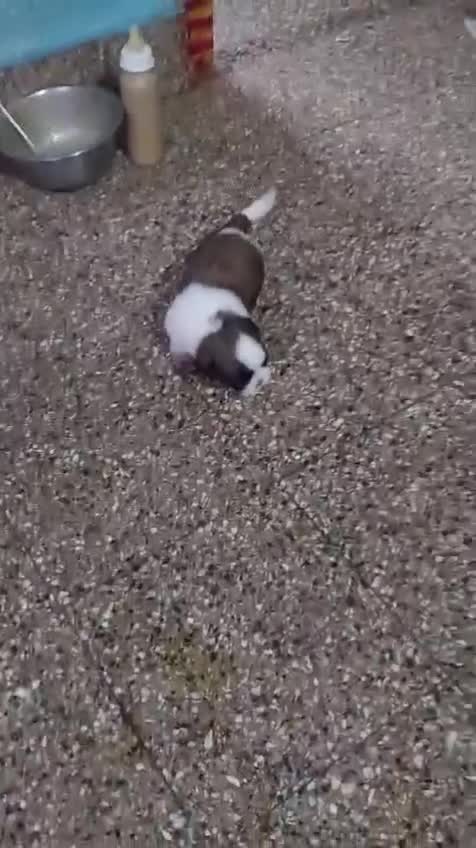 Shih Tzu | Tri Color Puppy at a farm in Bengaluru, Karnataka