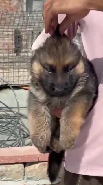 German Shepherd Puppy | Pure White at a farm in Muktsar, Punjab