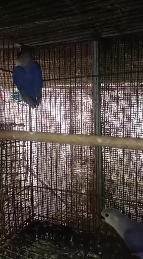 African Love Birds | Cobalt Blue at a farm in India