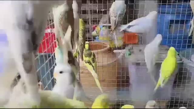 Budgies at a farm in Karnataka