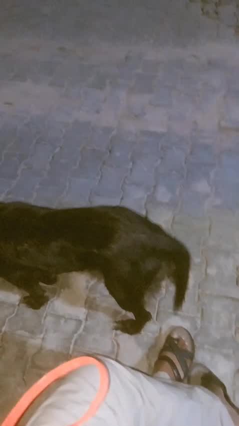German Shepherd Puppy at a farm in Ghaziabad, Uttar Pradesh