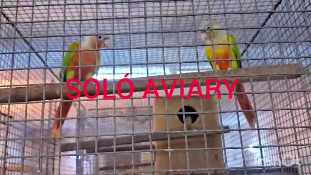 Pineapple Headed Conure at a farm in Bodri, Chhattisgarh