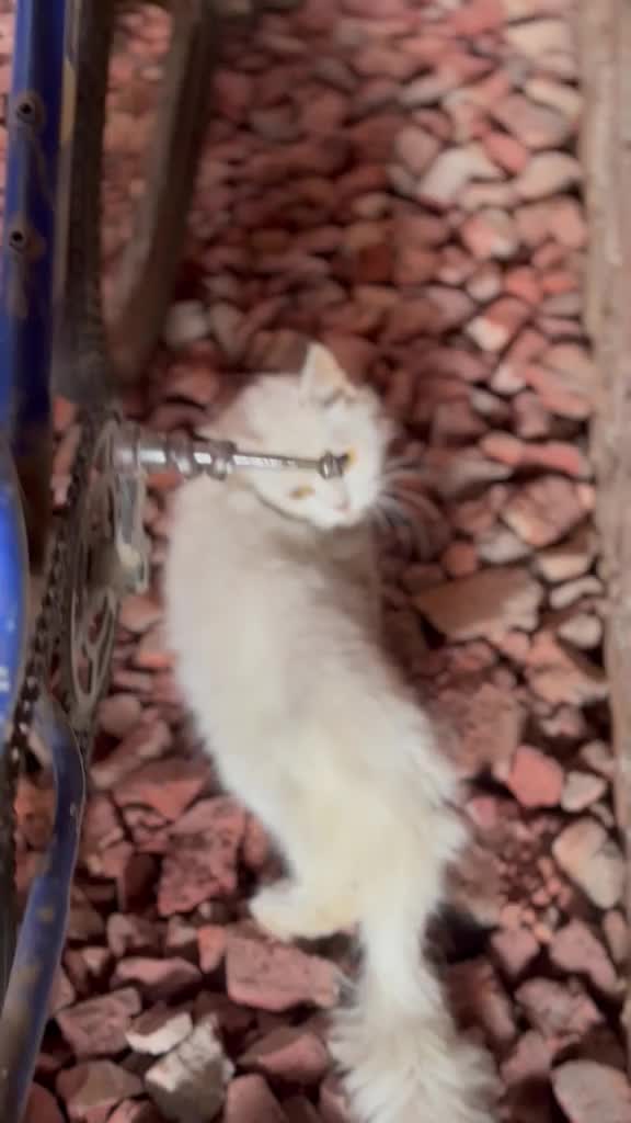 Persian Kitten (Punch Face) at a farm in Khanna, Punjab