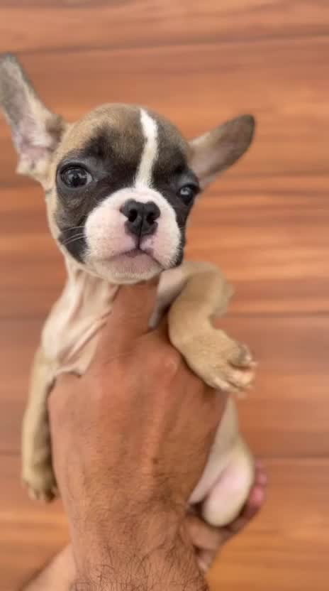 French Bulldog Puppy | Fawn at a farm in Ludhiana, Punjab