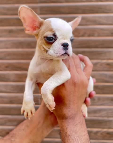 French Bulldog Puppy | Fawn at a farm in Ludhiana, Punjab