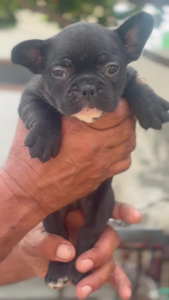 French Bulldog Puppy | Fawn at a farm in Ludhiana, Punjab