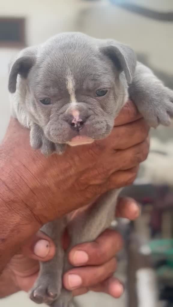 French Bulldog Puppy | Fawn at a farm in Ludhiana, Punjab