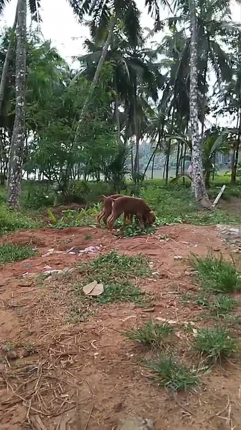 Dachshund Puppy at a farm in Madurai, Tamil Nadu