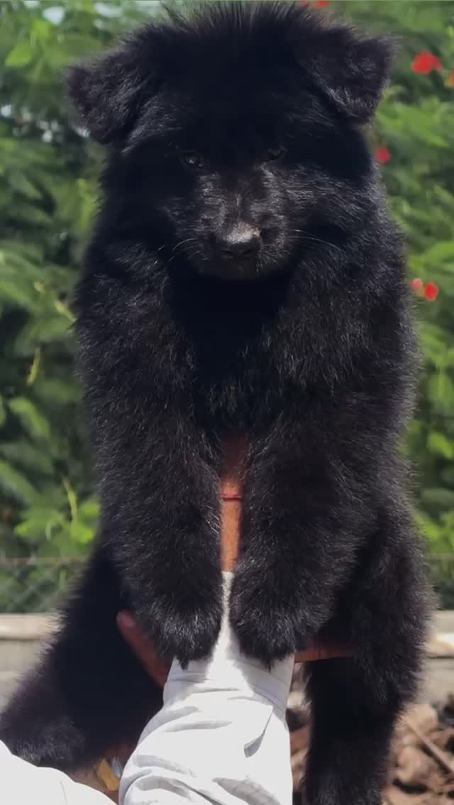 German Shepherd Puppy | Pure White at a farm in India
