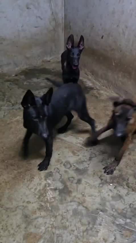 Belgian Malinois Puppy at a farm in India