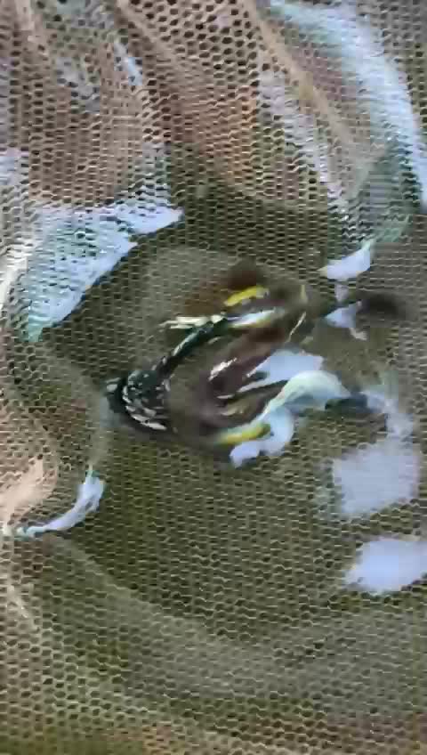 Bearded Dragon, farm video