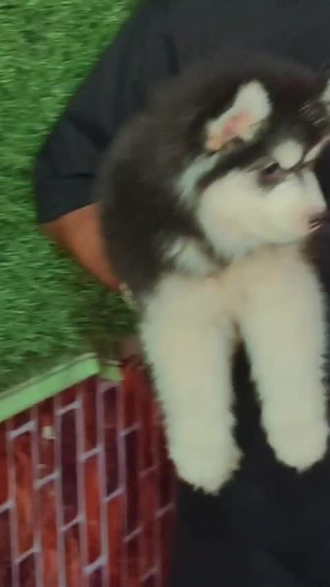 Siberian Husky Puppy | Black & White Color at a farm in Kannauj, Uttar Pradesh