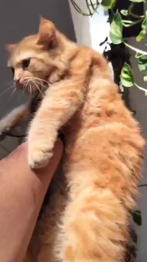 Persian at a farm in Chandigarh