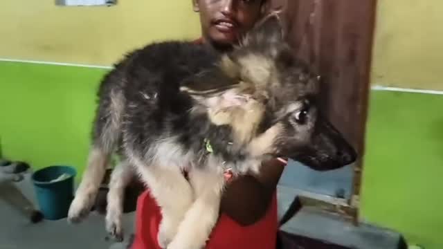 German Shepherd Puppy | Pure White at a farm in Rajapalayam, Tamil Nadu