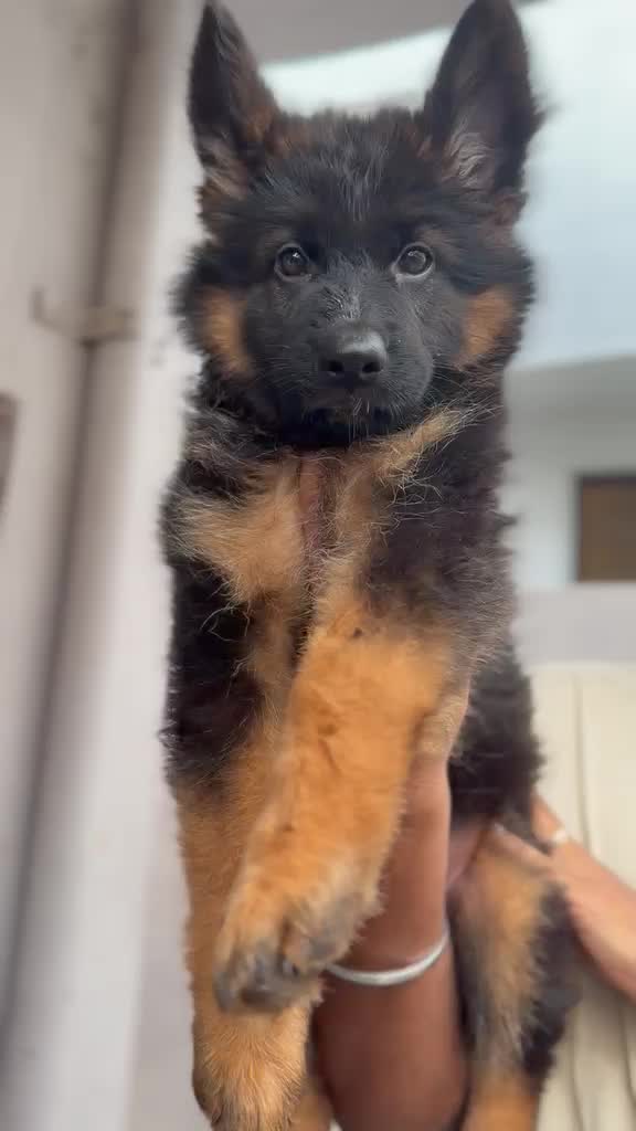 German Shepherd Puppy | Z Black at a farm in Hyderabad, Telangana