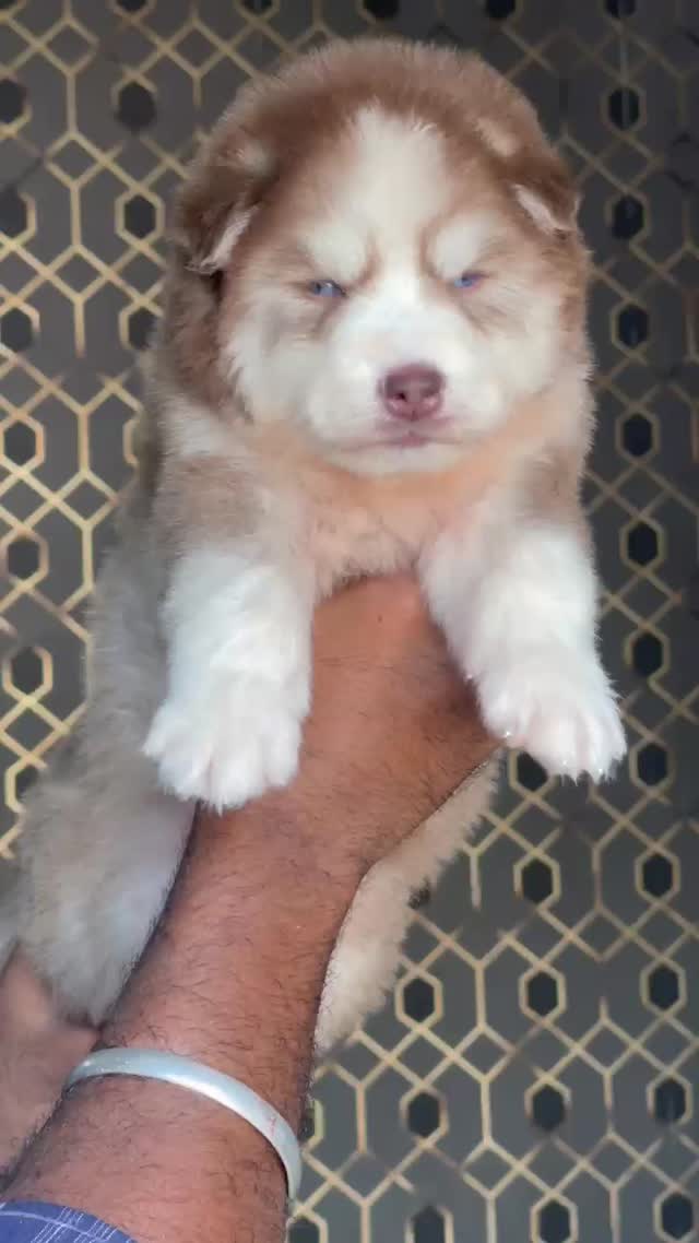 Siberian Husky Puppy | Black & White Color at a farm in Ludhiana, Punjab